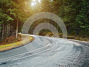 Country road into forrest