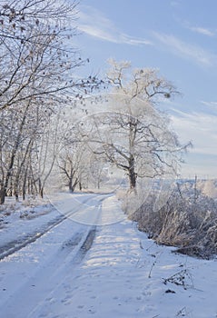 Country Road Among Frosted Trees. Winter forest on a sunny day. road covered with snow