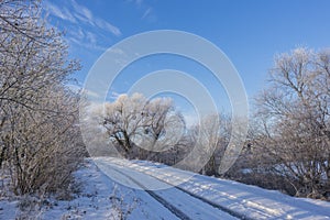 Country Road Among Frosted Trees. Winter forest on a sunny day. road covered with snow