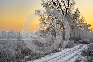 Country Road Among Frosted Trees. Winter forest on a sunny day. road covered with snow