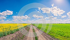 Country road going through sown fields with yellow flowers and green grass under a blue sky with clouds