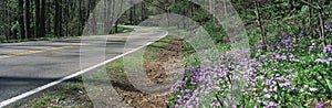 Country road through Great Smokey National Park,