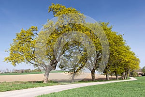 Country road with green avenue