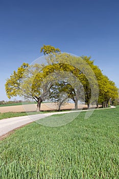 Country road with green avenue