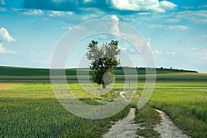 Country road through green farmland and lonely tree