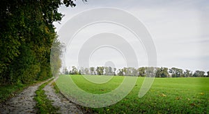 Country road with green field and trees