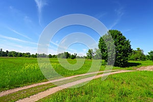 Country road in green field and trees