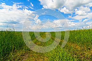 Country road among green grass in Russia