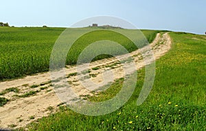 Country road among green hills and meadows