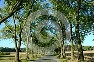 Country road with green trees along on sunlight with shadow.