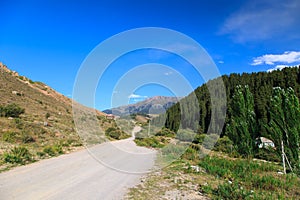 Country road high in the mountains. Tall trees, snowy mountains and white clouds on a blue sky. Kyrgyzstan Beautiful landscape