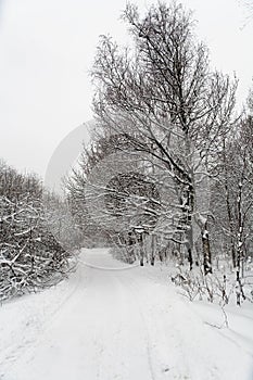 The country road in Izmaylovsky park in the winter in the daytime.