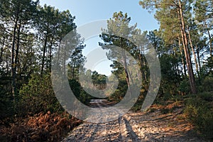 Country road in Landes forest