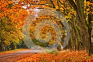 Country road, lane with trees in autumn. Fall season. Rows of trees in park alley