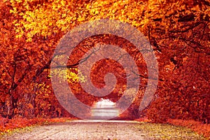 Country road, lane with trees in autumn. Fall season. Rows of trees in park alley