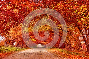 Country road, lane with trees in autumn. Fall season. Rows of trees in park alley