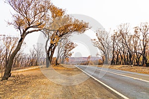 A country road lined by burnt trees after a bushfire in The Blue Mountains in Australia