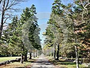 Country Road Lined With Evergreen Trees