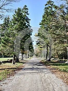 Country Road Lined With Evergreen Trees