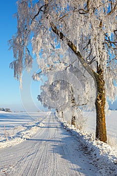 Country road lined with frost on the trees