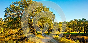 Country Road Lined with Oak trees