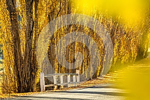 Country road lined with rows of golden poplars