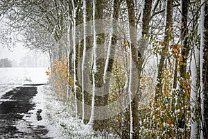 A country road lined with snow covered trees on a frosty winter day