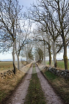 Country road lined by trees