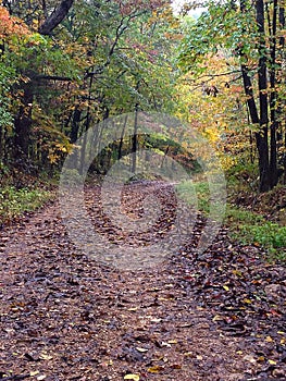 Country Road Littered with Leaves in Fall