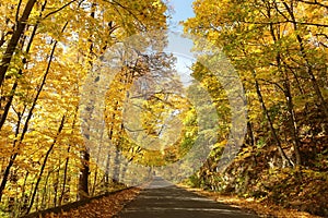 Country road among maple trees in the autumn forest