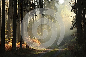 country road through a misty autumn forest at sunrise path through autumnal coniferous forest in the sunshine the morning fog