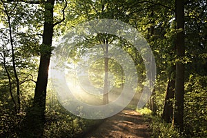 country road through a misty spring forest at dawn path through an spring deciduous forest in the sunshine the morning fog