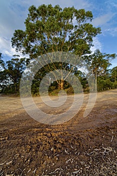 Country road with mud tracks in eucalyptus mountain forest, Blue