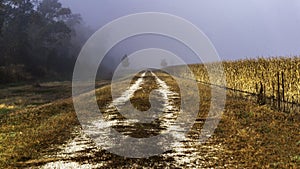 Country road near fields