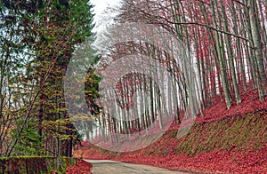 A country road near the forest with powerfull colors