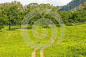 Country Road, NSW, Australia