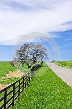 Country Road and Oak