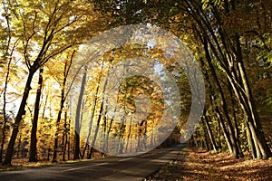 country road among oak trees in the autumn forest rural autumnal woods on a sunny october day yellow leaves branches of backlit by