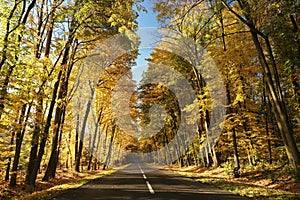 country road among oak trees in the autumn forest rural autumnal woods on a sunny october day yellow leaves branches of backlit by