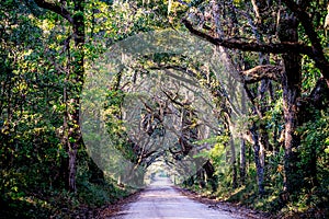 Country road with oak trees at plantation