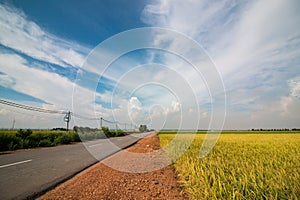 Country road through the paddy field