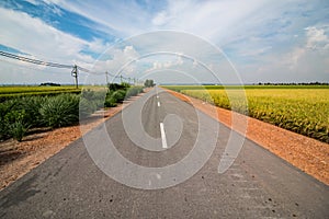 Country road through the paddy field