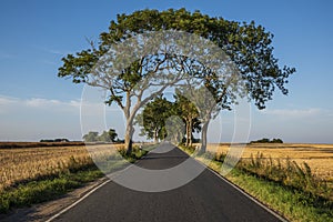 Country road passing through wheat fields.