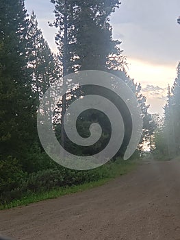 Country road pine trees sunset getaway