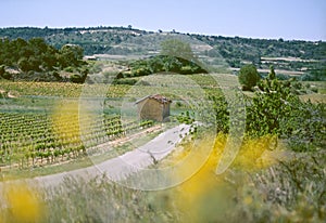 Country road in the Provence