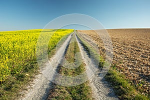 Country road and rape field, horizon and blue sky