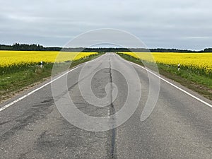 country road through a rapeseed field on a summer day