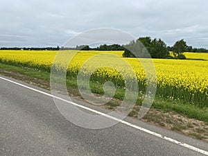 country road through a rapeseed field on a summer day