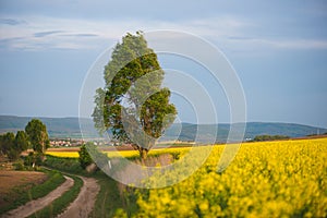 Country road in rapeseed flower field