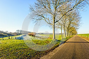 Country road with a row of trees after the frost